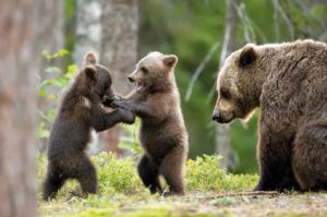 L'orso ritorna