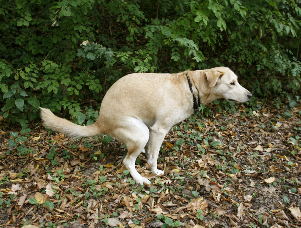 cane che sporca DNA