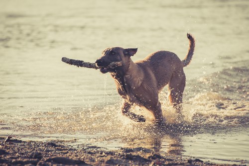 Cosa dare da mangiare al cane