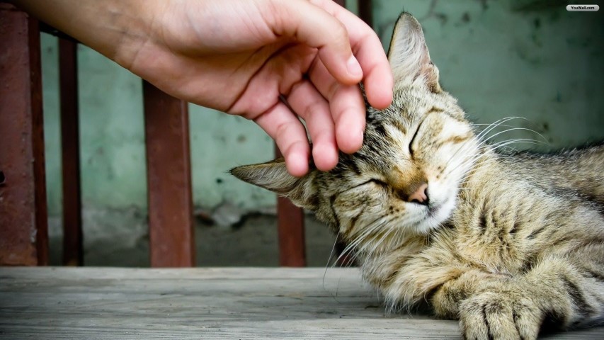 Cosa dare da mangiare al gatto