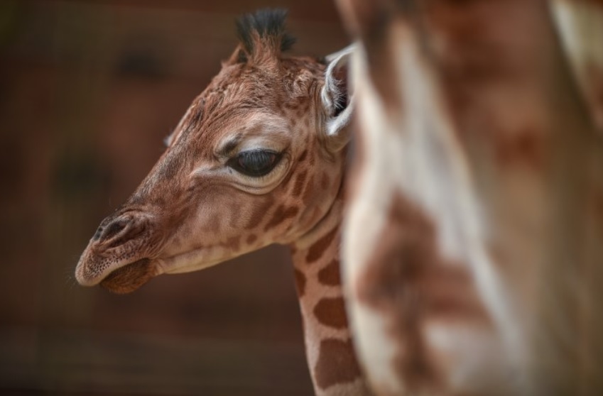 Cucciolo di giraffa