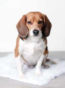 Beagle di Green Hill