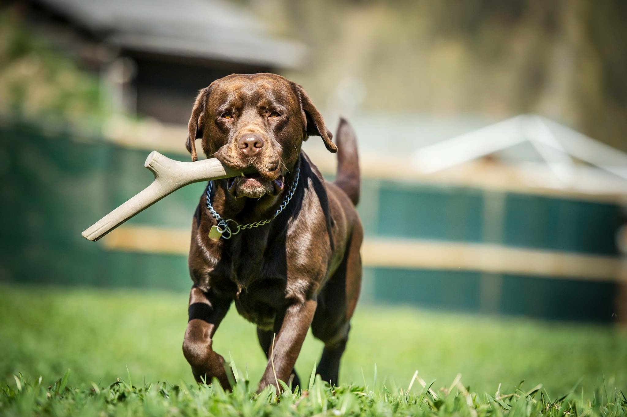 Il gioco come opportunità di apprendimento per il cane