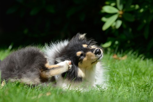 cane che si gratta