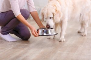 cosa dare da mangiare a un cucciolo