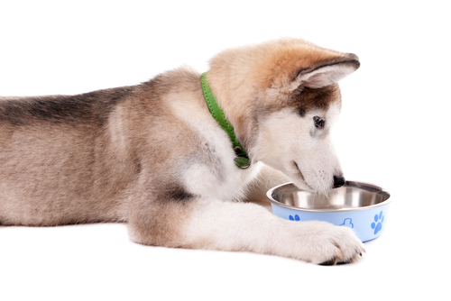 cosa dare da mangiare a un cucciolo