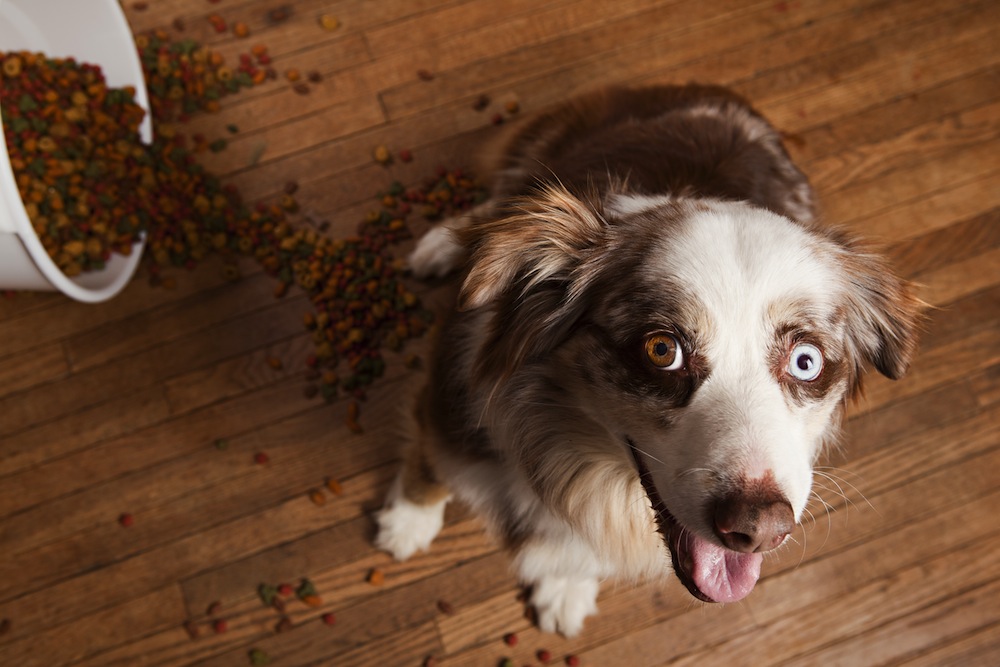 alimentazione sana cani gatti