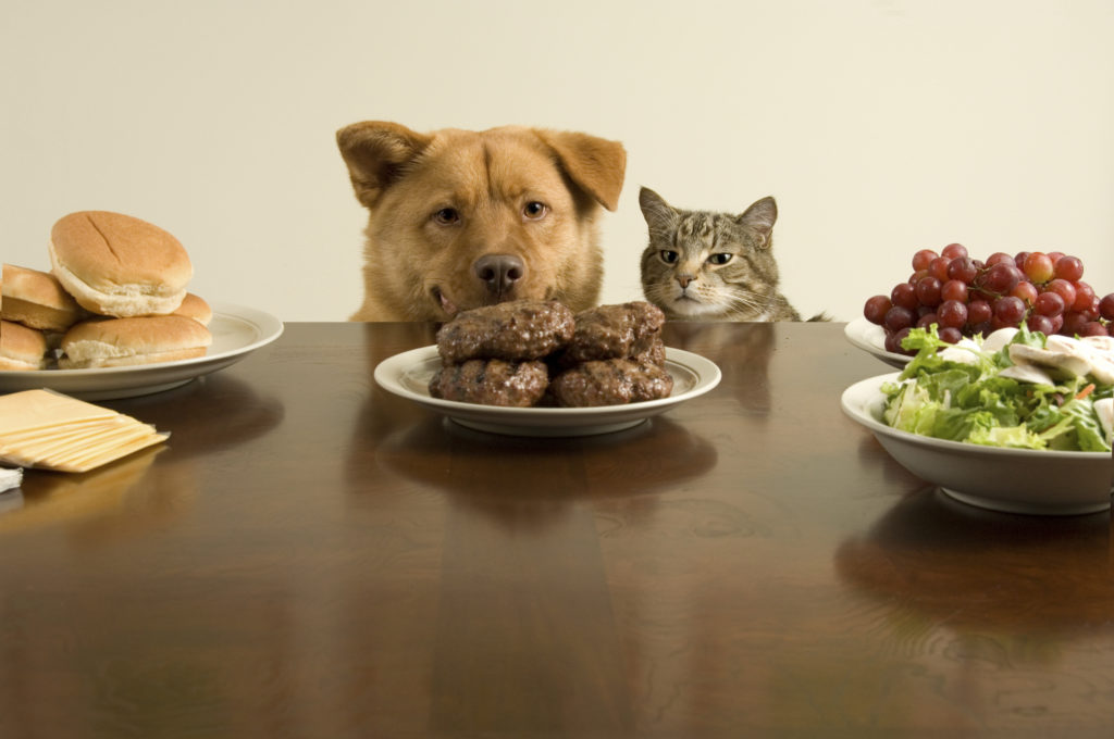 alimentazione sana cani gatti