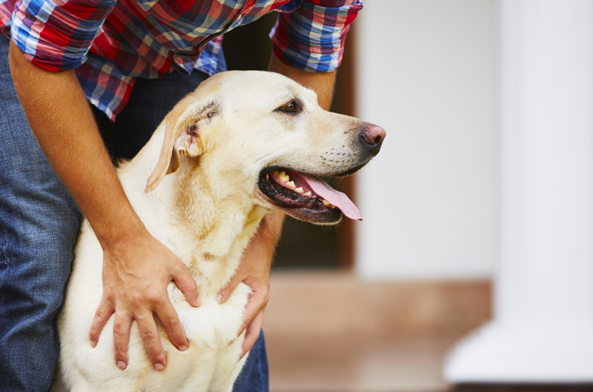 La giusta ricompensa per il tuo cane