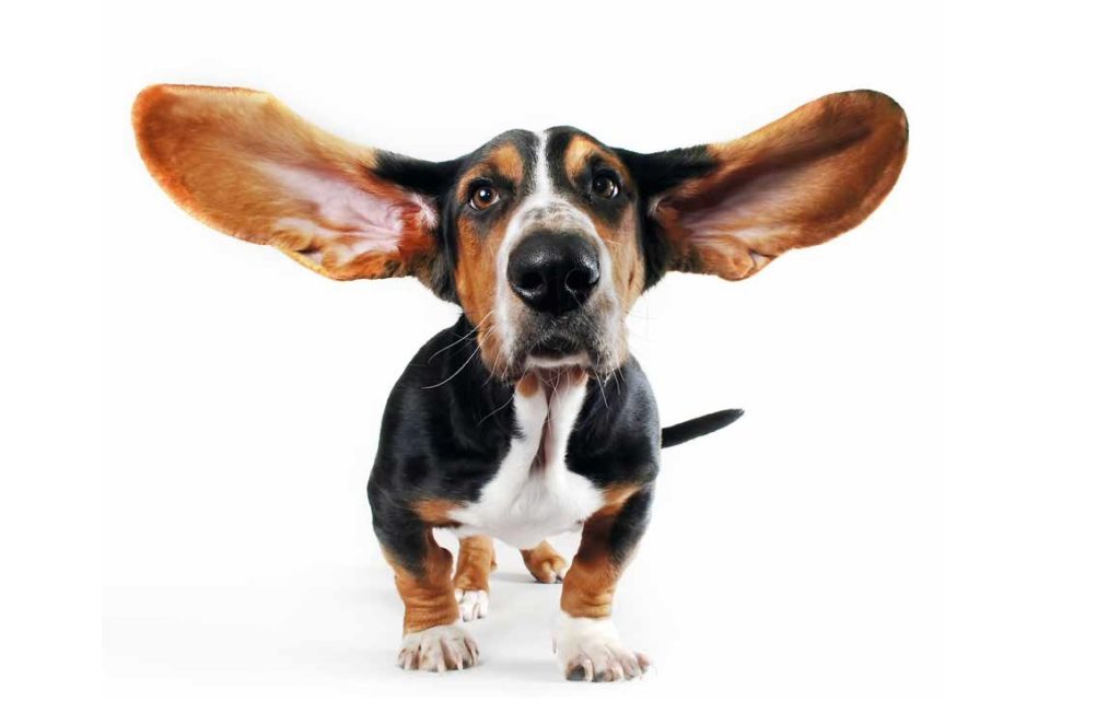 Un cane che ha paura dei rumori forti va supportato