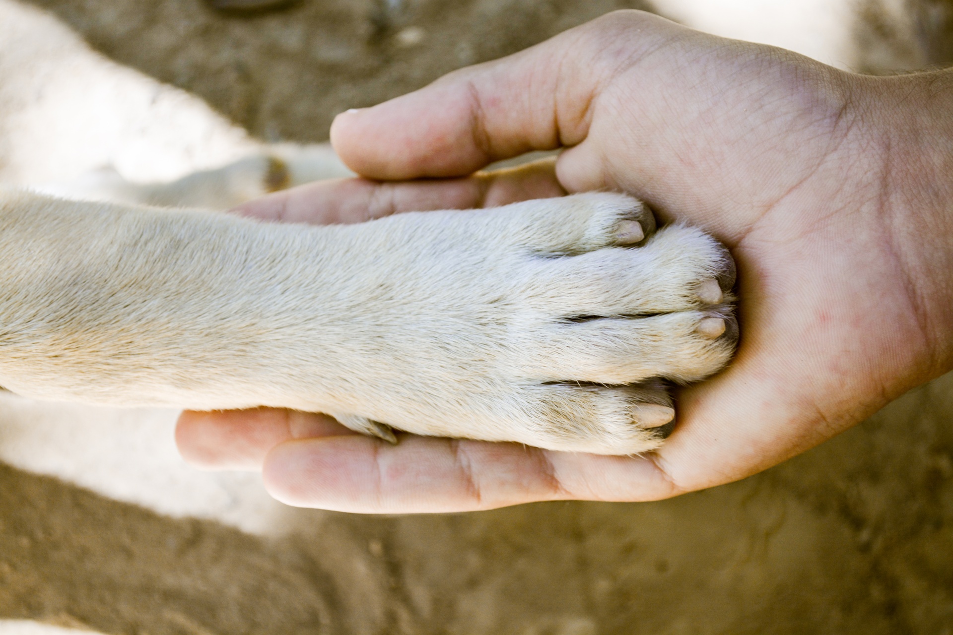 linguaggio dei cani