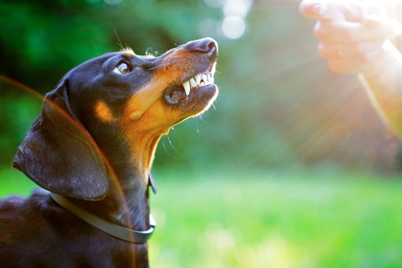 linguaggio dei cani