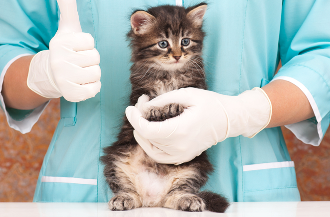 Antiparassitario: scegli il consiglio del veterinario