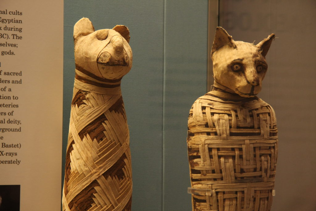 mummie gatto napoli