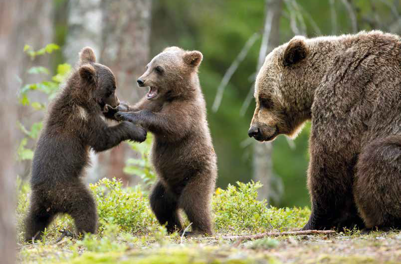 orso di primavera