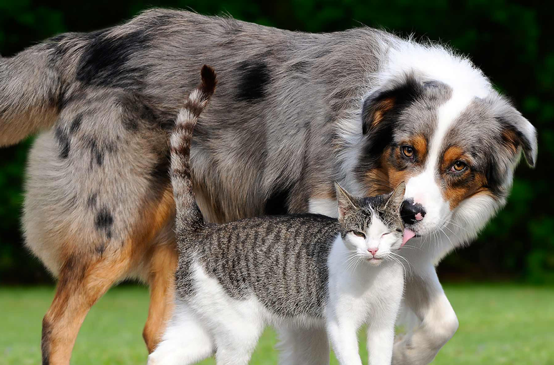 Protezione totale dai parassiti per cani e gatti