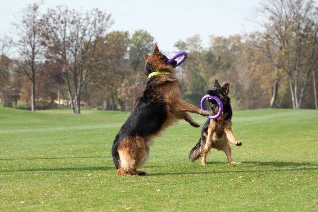 puller gioco cani fortesan