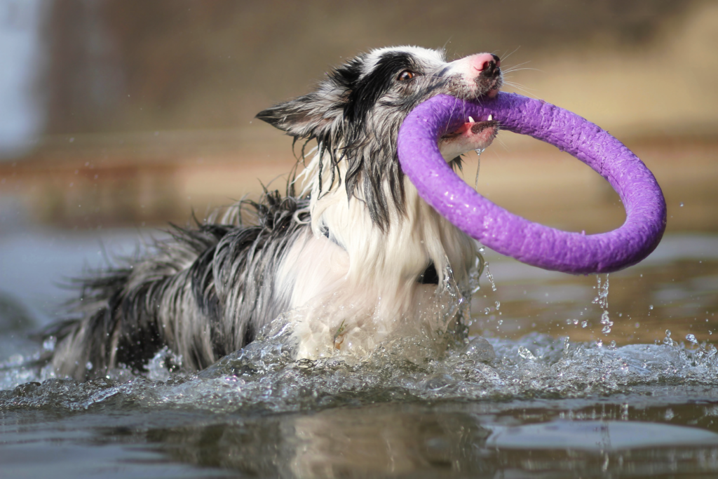 puller gioco cani fortesan