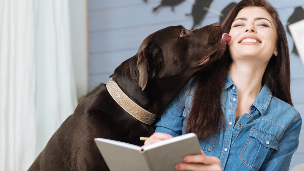 5 ragioni per adottare un cane adulto da non sottovalutare