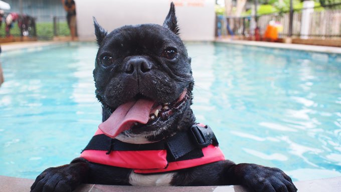 cani piscina sicurezza