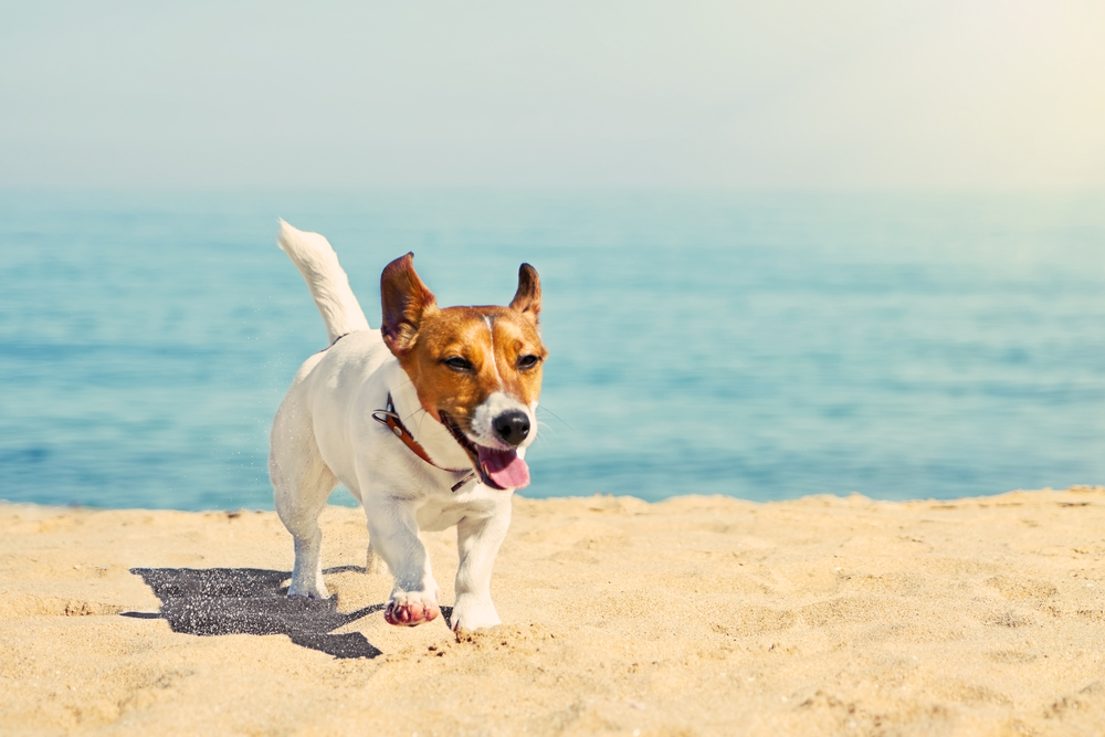 Un’estate confortevole per i nostri pet