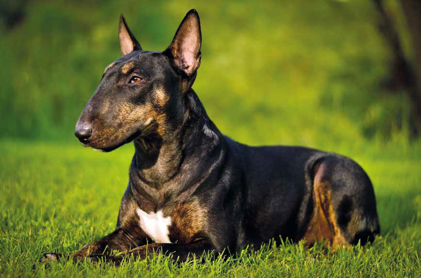 bull terrier nero