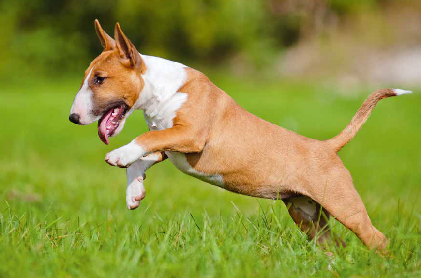 bull terrier marrone