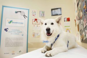 pet therapy confido