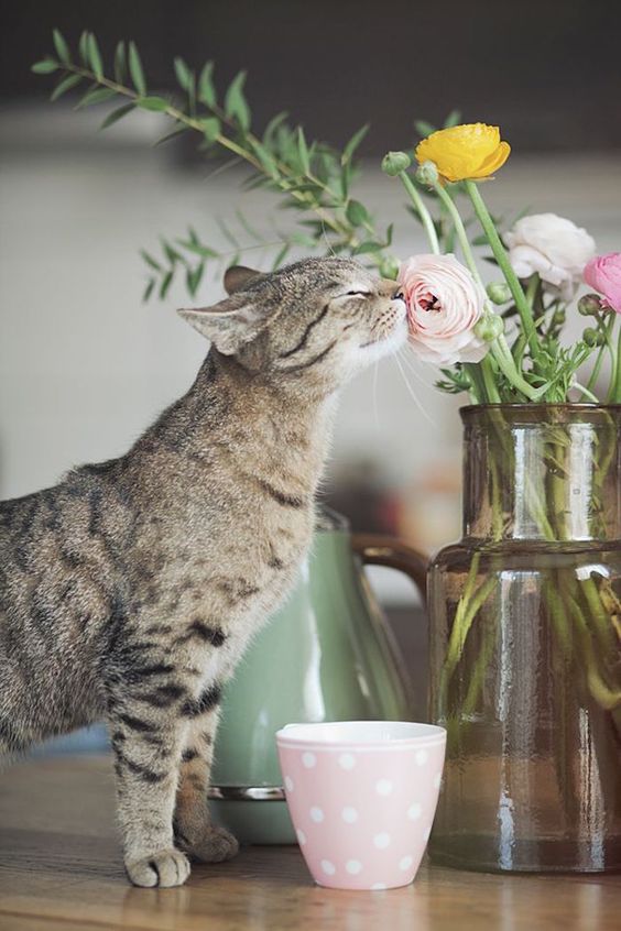 gatti e fiori