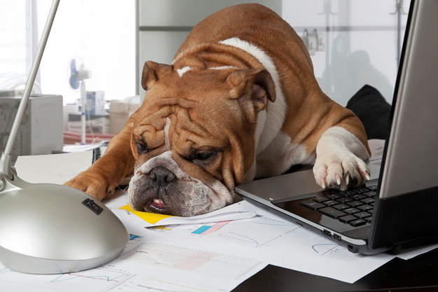 cane lavoro casa