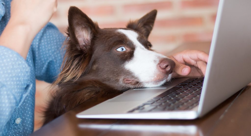 lavorare con il cane