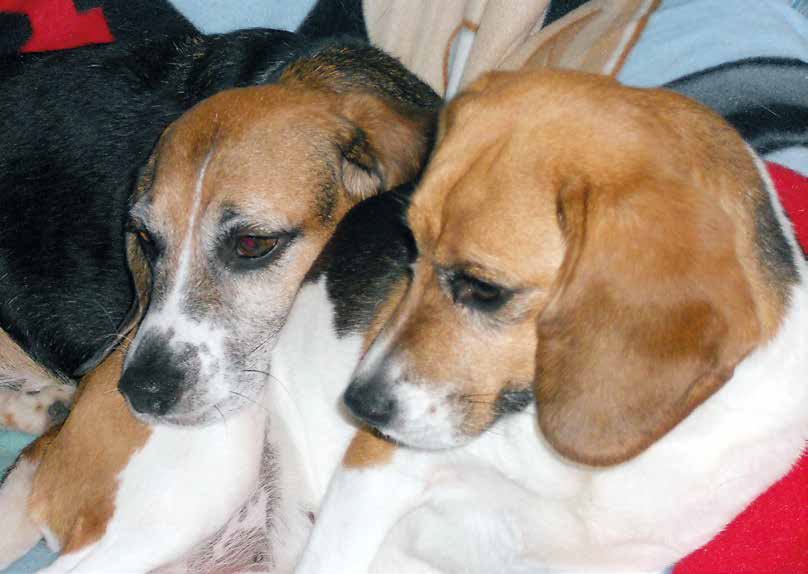 beagle sperimentazione