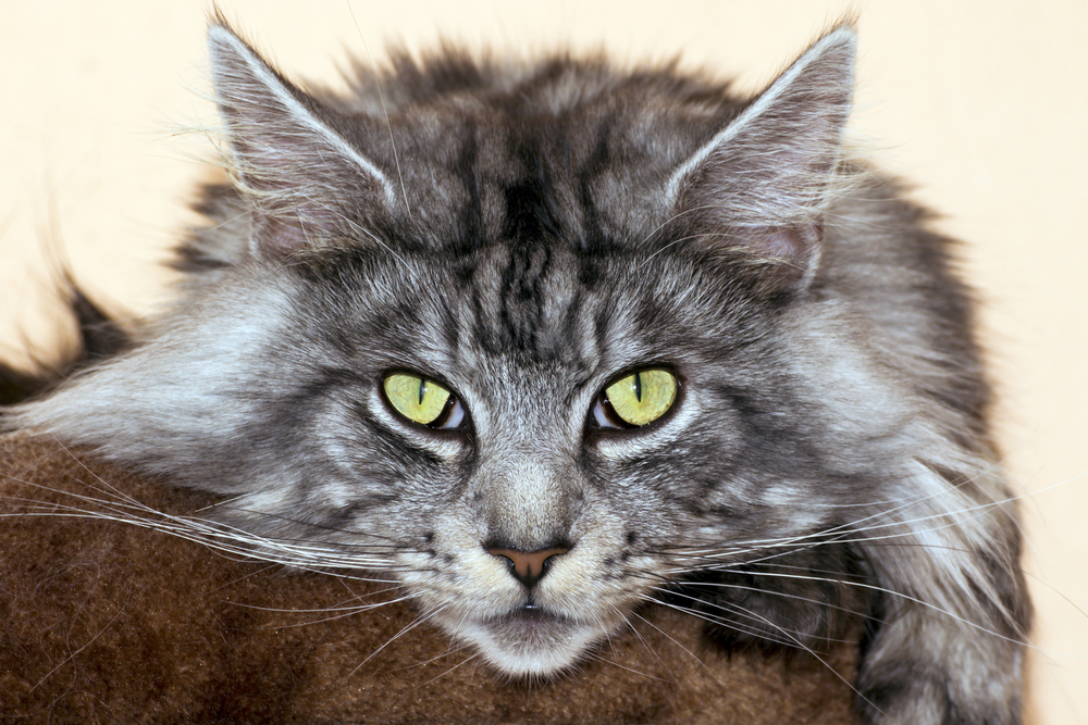 maine coon