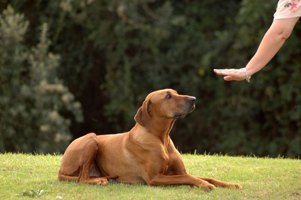 cane e padrone