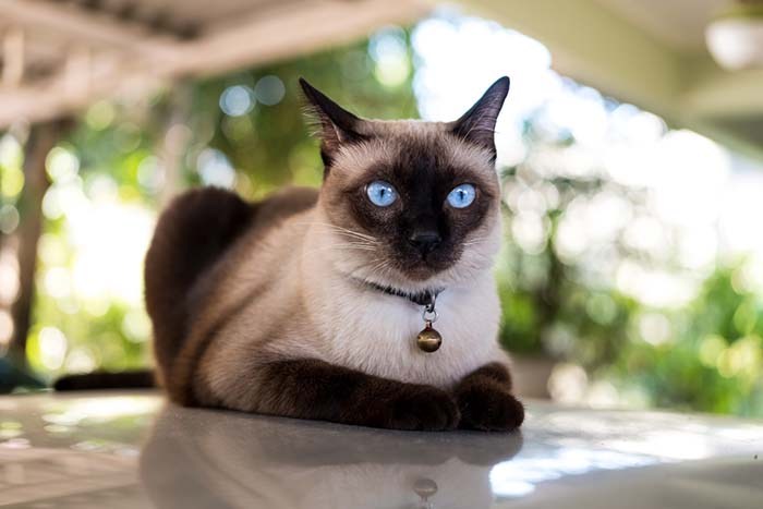 Siamese