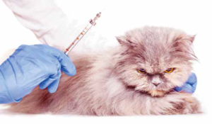 gatto vaccino