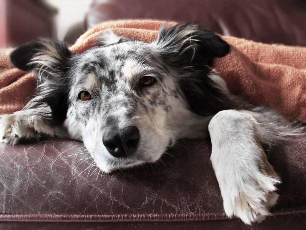 artrite canina