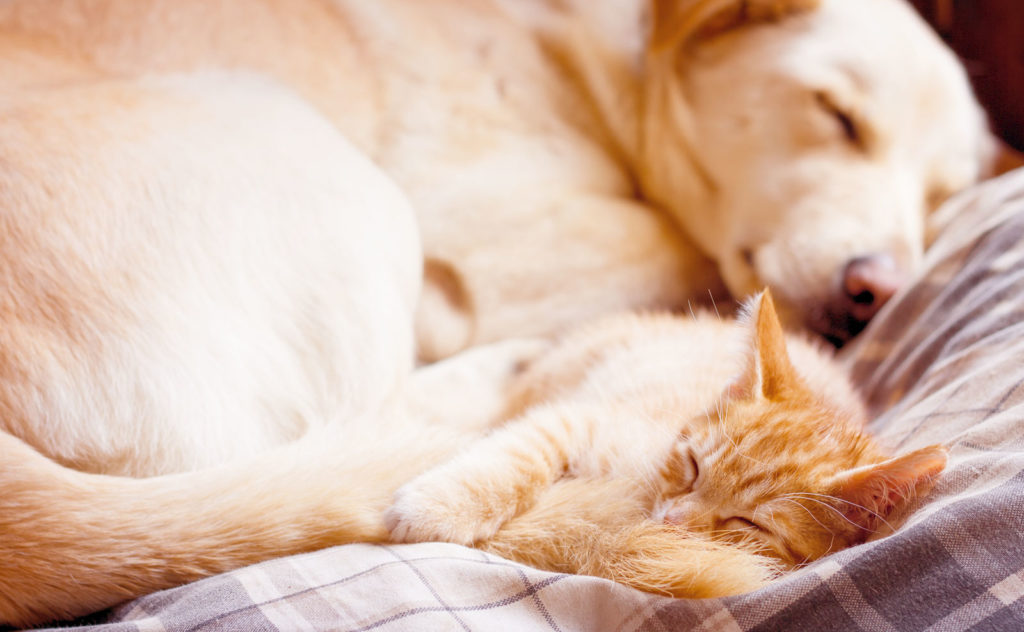 Fitoderivati per migliorare la salute di cani e gatti