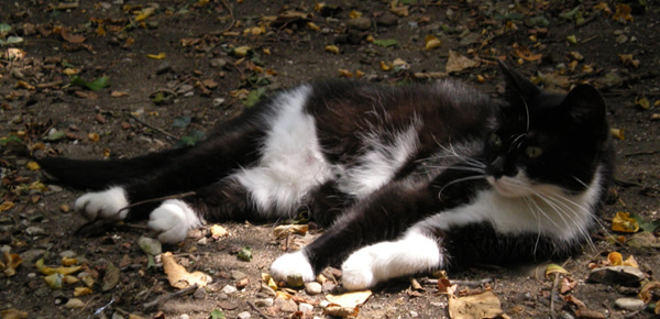 gatto nero e bianco