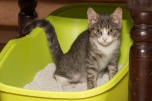 gatti in lettiera