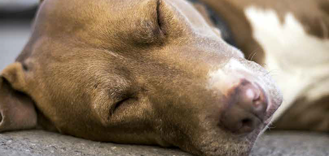 omissione di soccorso cane