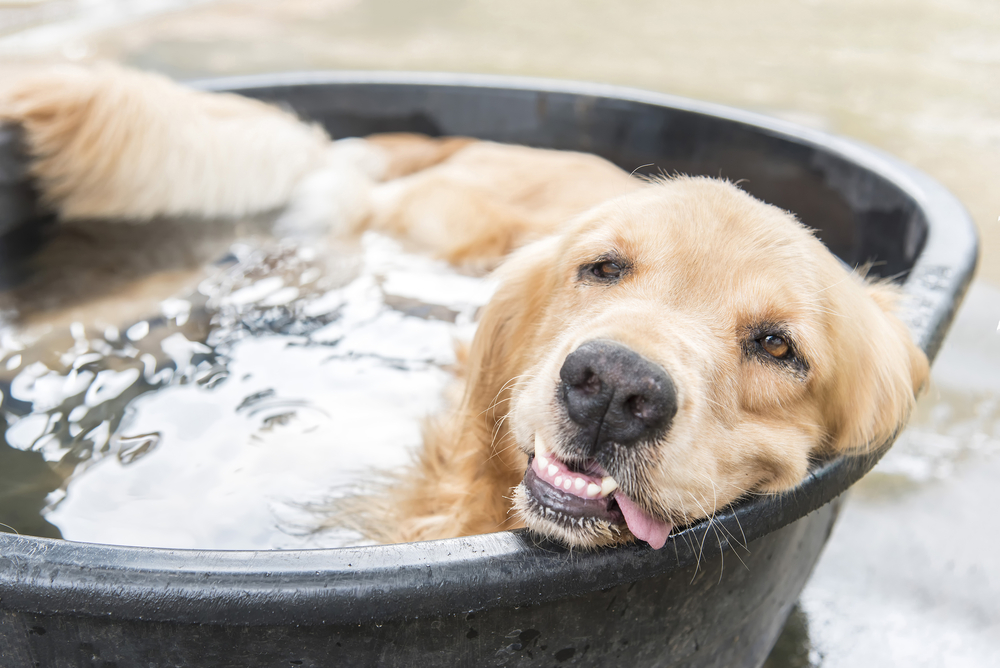 colpo calore cane cosa fare