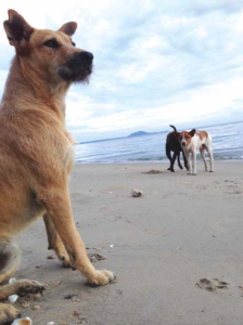 spiagge cane italia