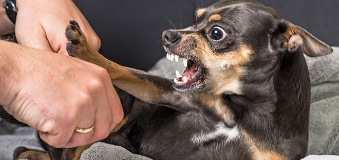 aggressività cani