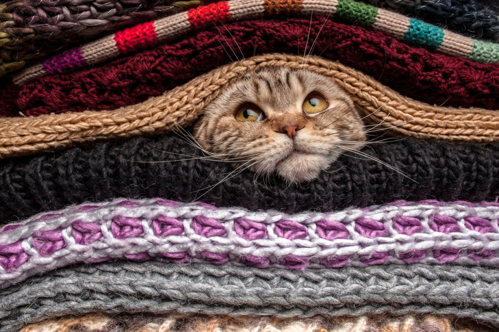 gatto tra le coperte