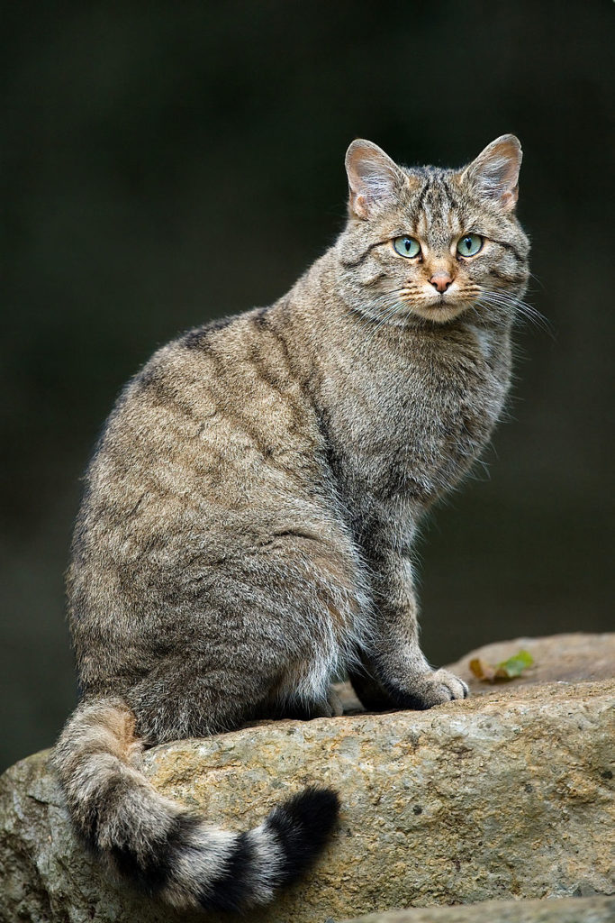 gatto medioriente