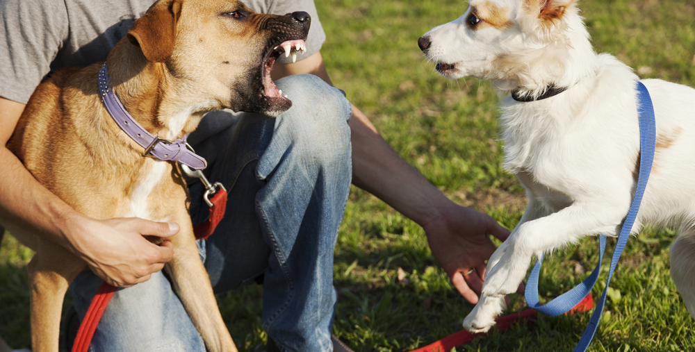 cane anziano aggressivo