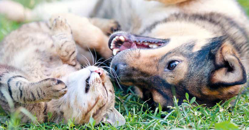 capire cane e gatto