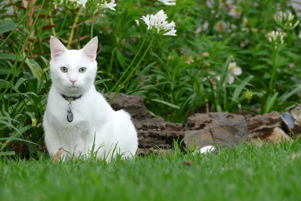 gatto bianco