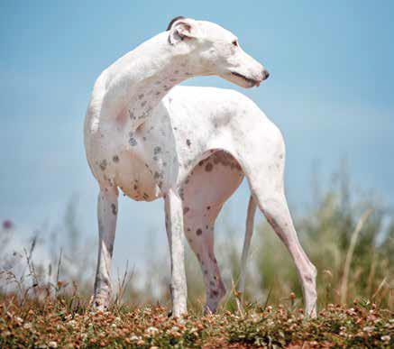 grayhound levriero inglese